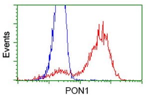 PON1 / ESA Antibody (clone OTI2A9)