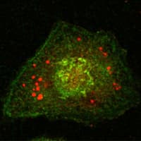 IHC-plus™ CANX / Calnexin Antibody (clone 3H4A7)
