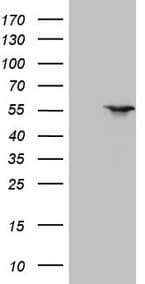 NR1H3 / LXR Alpha Antibody (aa69-329, clone OTI1A5)