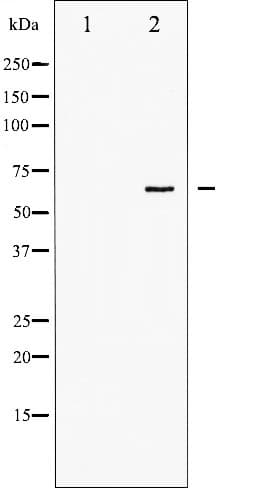 PTPN6 / SHP1 Antibody