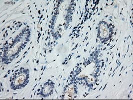 EPCAM Antibody (clone OTI4G10)