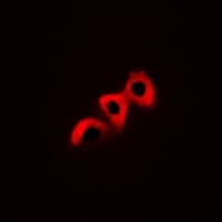 CRK Antibody