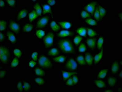 CYP2C19 Antibody