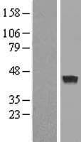 MAB21L3 / C1orf161 Protein (Over-Expression Lysate Myc-DDK (Flag))