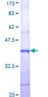 Human CHRNA4 / NACHR Protein (Recombinant GST, N-terminus)