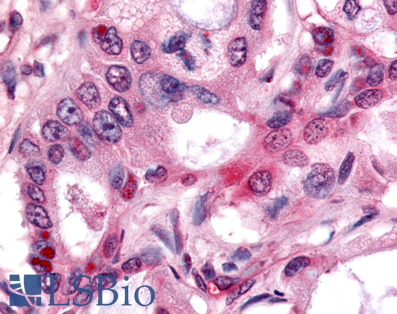 PathPlus™ Nor-1 / NR4A3 Antibody (C-Terminus)