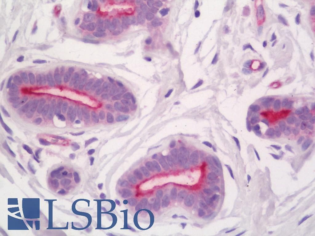 IHC-plus™ SDC2 / Syndecan 2 Antibody (aa65-114)