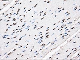 KIAA0153 / TTLL12 Antibody (clone OTI4B2)