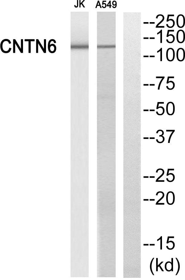 Polyclonal Rabbit anti-Human CNTN6 / Contactin 6 Antibody (WB)