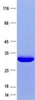 Human LYN Protein (Recombinant His, N-Terminal)