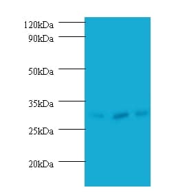 HUS1 Antibody (FITC)