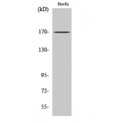 Polyclonal Rabbit anti-Human CLIP1 / CLIP-170 Antibody (1260-1340 aa, C-terminal, WB)
