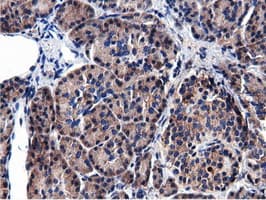 CBWD1 Antibody (clone OTI9H5)