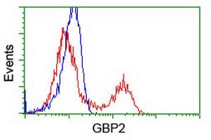 IHC-plus™ GBP2 Antibody (clone 5C8)