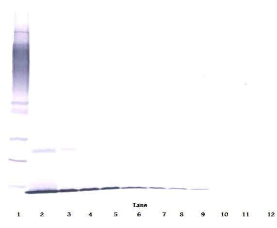 NGF Antibody