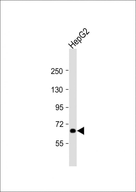 PICALM / CALM Antibody (aa512-543)