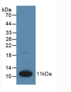 S100A1 / S100-A1 Antibody (aa1-94, APC)