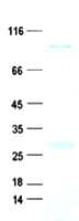Human SYBU Protein (Recombinant His, N-Terminal)