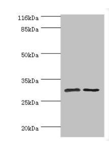 SRPRB Antibody (aa58-271)