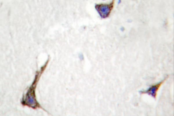 SDC4 / Syndecan 4 Antibody (Lys175)