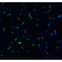 IHC-plus™ TNFRSF25 / DR3 Antibody