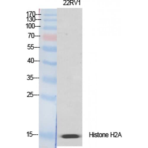H2AFX / H2AX Antibody (80-160 aa)