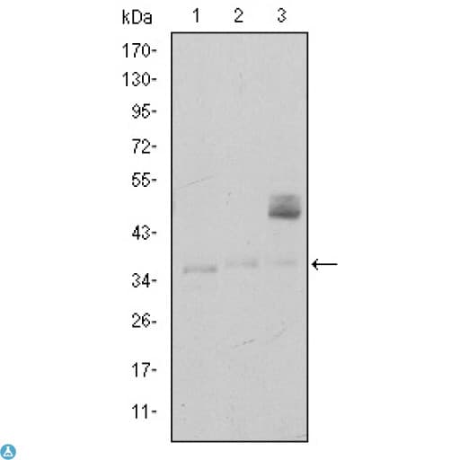 CD1A Antibody