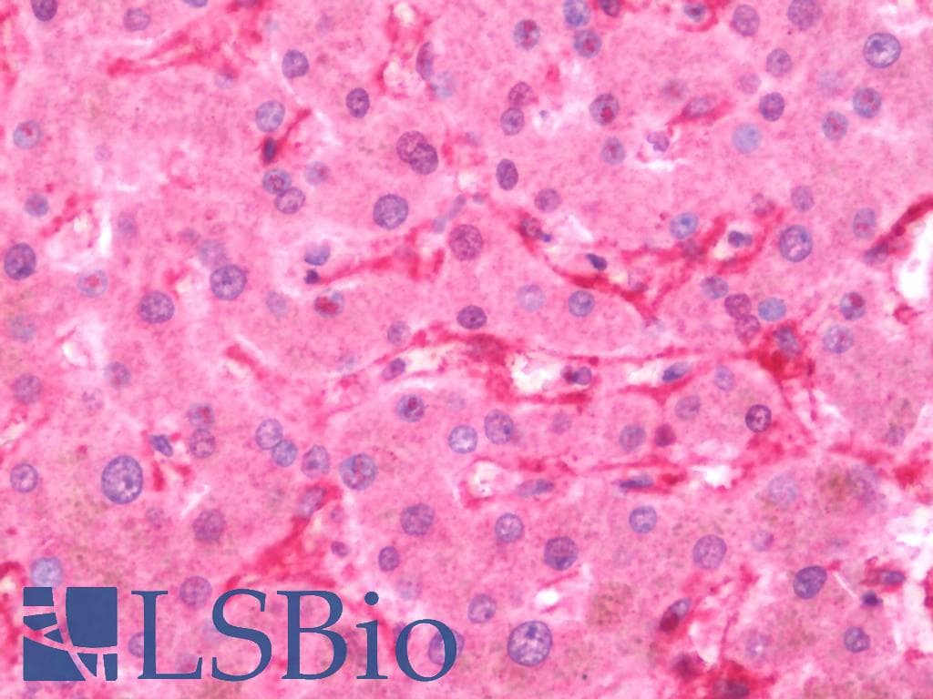 IHC-plus™ AOC3 / VAP-1 Antibody (aa613-640)