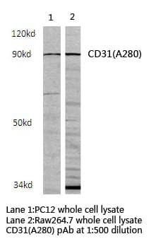 Polyclonal Rabbit anti-Human PECAM-1 / CD31 Antibody (Ala280, WB)