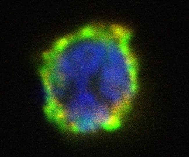 ENPP3 / CD203c Antibody (clone NP4D6)