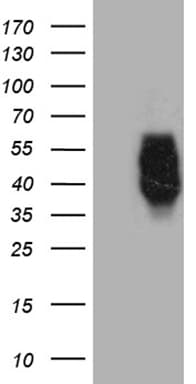 c-Maf Antibody (clone OTI4E1)