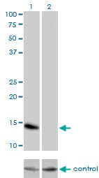 ID3 Antibody (clone 4G1)