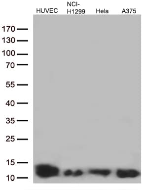 COX17 Antibody (aa2-63, clone OTI1C2)