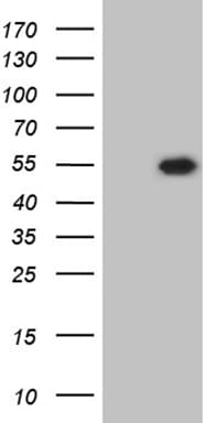 RBFOX3 / NEUN Antibody (aa29-97, clone OTI2E5)