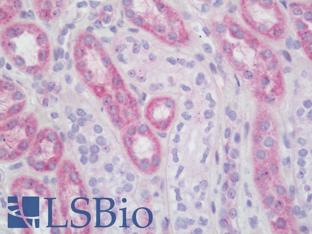 IHC-plus™ EMP1 Antibody (aa35-63)