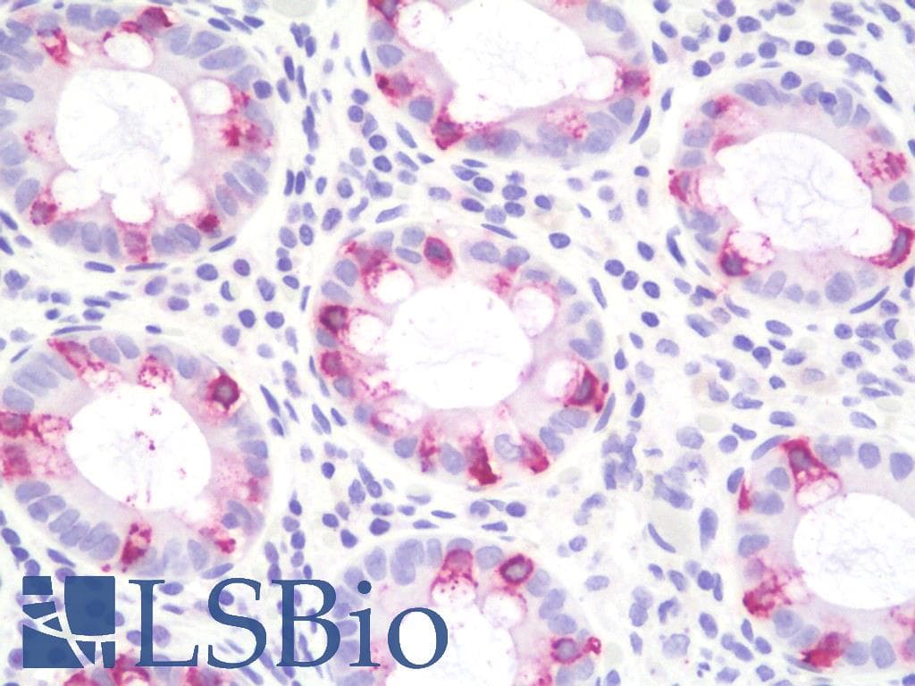 PathPlus™ Mucin 2 / MUC2 Antibody