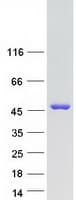Human SCRN2 / Ses2 Protein (Recombinant Myc-DDK (Flag))
