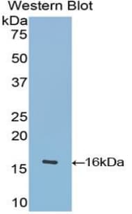 OCM / Oncomodulin Antibody (aa1-109, Biotin)