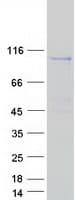 Human PLEKHG6 Protein (Recombinant Myc-DDK (Flag))