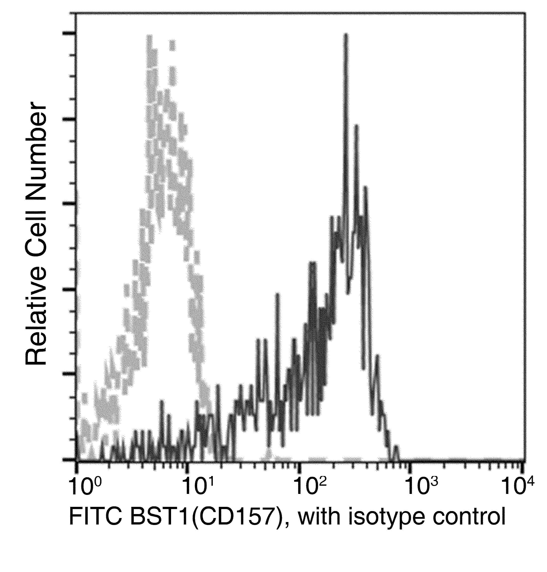 CD157 Antibody (clone 10, FITC)