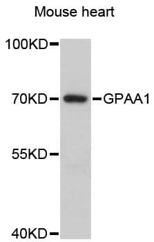 GPAA1 Antibody