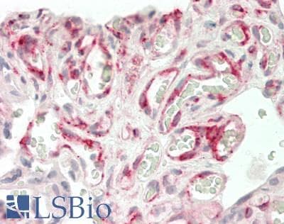 IHC-plus™ DLK1 / Pref-1 Antibody (Extracellular Domain, clone PF13-3)