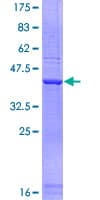 Human SCARA3 / APC7 Protein (Recombinant GST, N-terminus)