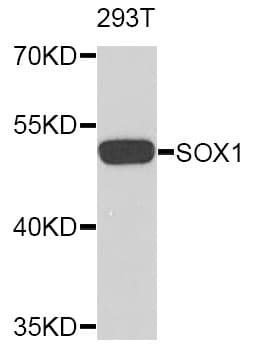 SOX1 Antibody