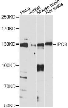 IPO8 / Importin 8 Antibody