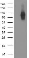 FGFR2 / FGF Receptor 2 Antibody (clone OTI1D3)