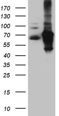 IRF2BP1 Antibody (aa457-584, clone OTI6C9)
