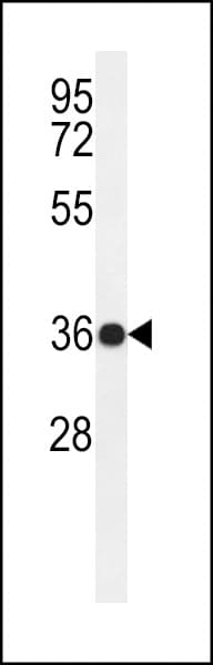 PARD6G Antibody (aa18-47)