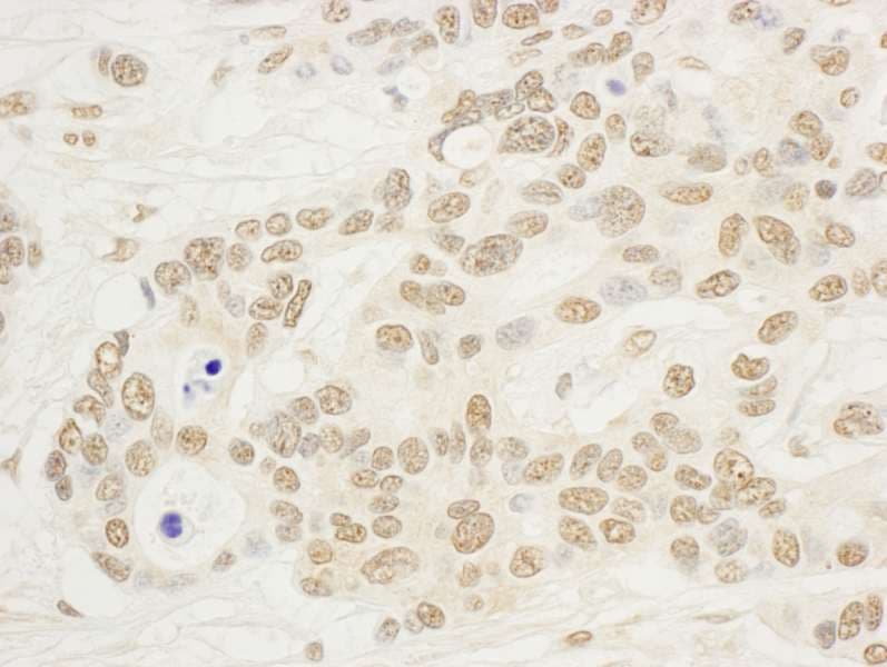 NOL8 Antibody (aa200-250)