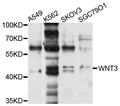 WNT3 Antibody